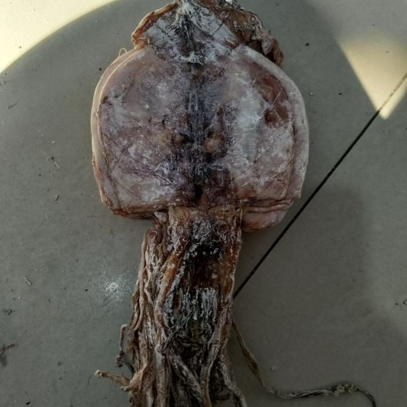 鱿鱼干水发鱿鱼干