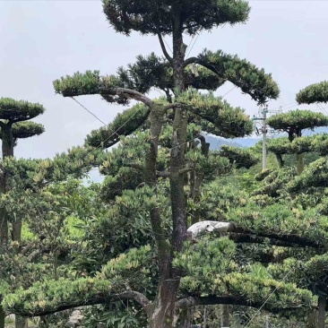 浙江金华大量供应造型树罗汉松造型树基地直发，欢迎咨询