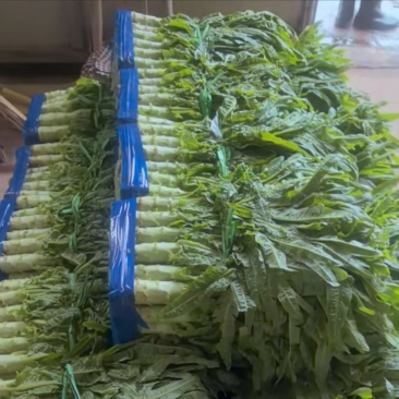 湖北天门当阳枝江精品红叶莴笋场地产出