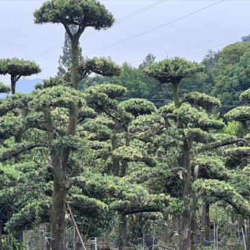 造型树，景观树，罗汉松浙江基地直发，货源充足欢迎咨询