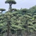 造型树，景观树，罗汉松浙江基地直发，货源充足欢迎咨询
