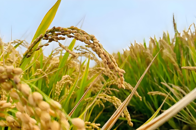 包邮东北珍珠米2025年新米批发餐饮食堂含运费