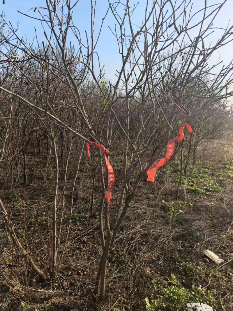 山东文冠果树苗2—5公分基地直发提供技术支持
