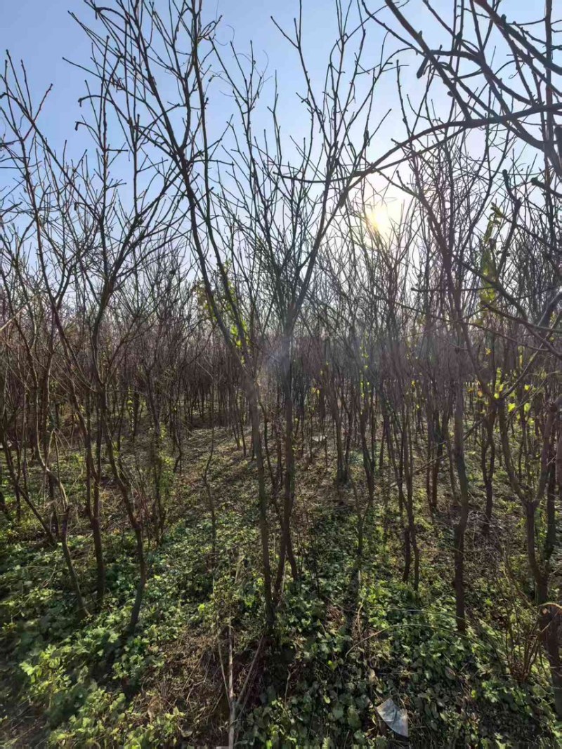 山东文冠果树苗2—5公分基地直发提供技术支持
