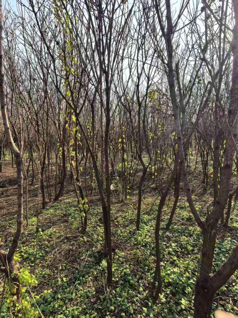山东文冠果树苗2—5公分基地直发提供技术支持