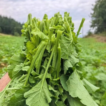 菜苔油菜苔富硒油菜苔产地现摘现发价格实惠新鲜欢迎来电