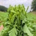 菜苔油菜苔富硒油菜苔产地现摘现发价格实惠新鲜欢迎来电