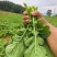 菜苔油菜苔富硒油菜苔产地现摘现发价格实惠新鲜欢迎来电