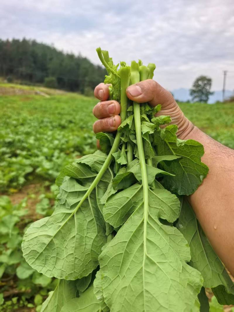 菜苔油菜苔富硒油菜苔产地现摘现发价格实惠新鲜欢迎来电