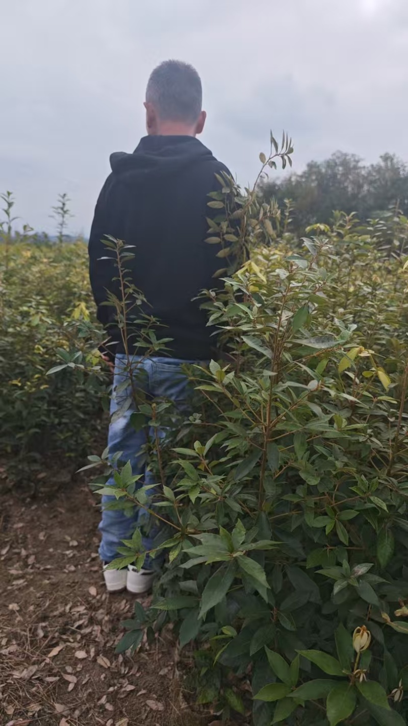 赤皮青冈苗，成活率高，可以视频看货，量大优惠欢迎合作