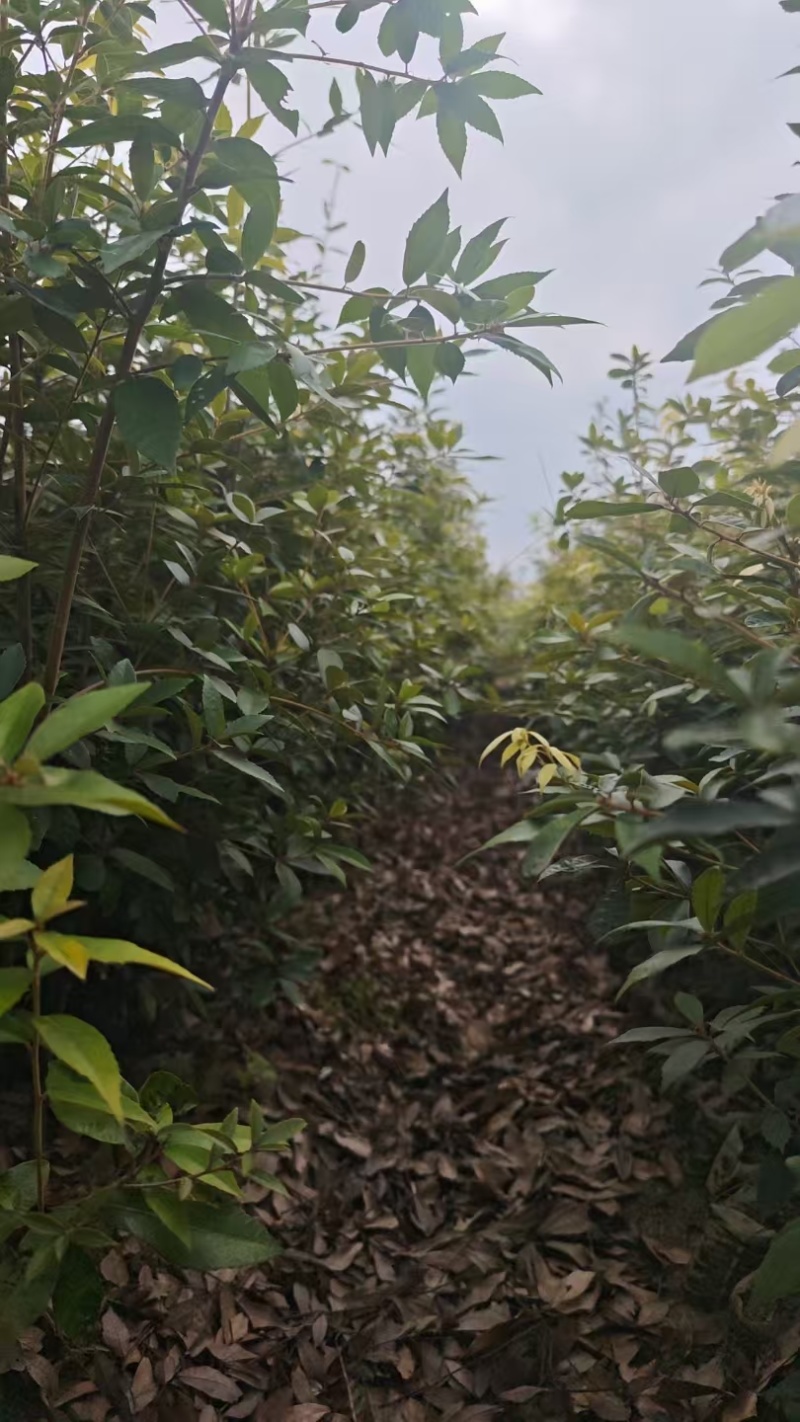 赤皮青冈苗，成活率高，可以视频看货，量大优惠欢迎合作
