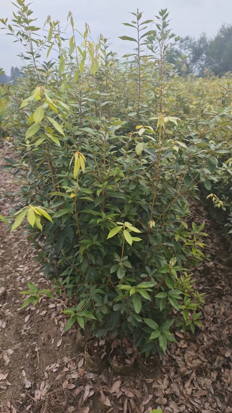 赤皮青冈苗，成活率高，可以视频看货，量大优惠欢迎合作