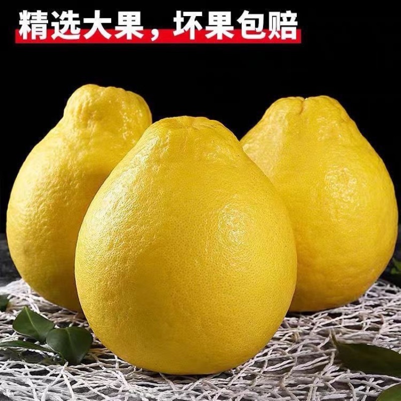 梅县精品沙田柚产地果园直发果肉脆嫩爽口支持代发