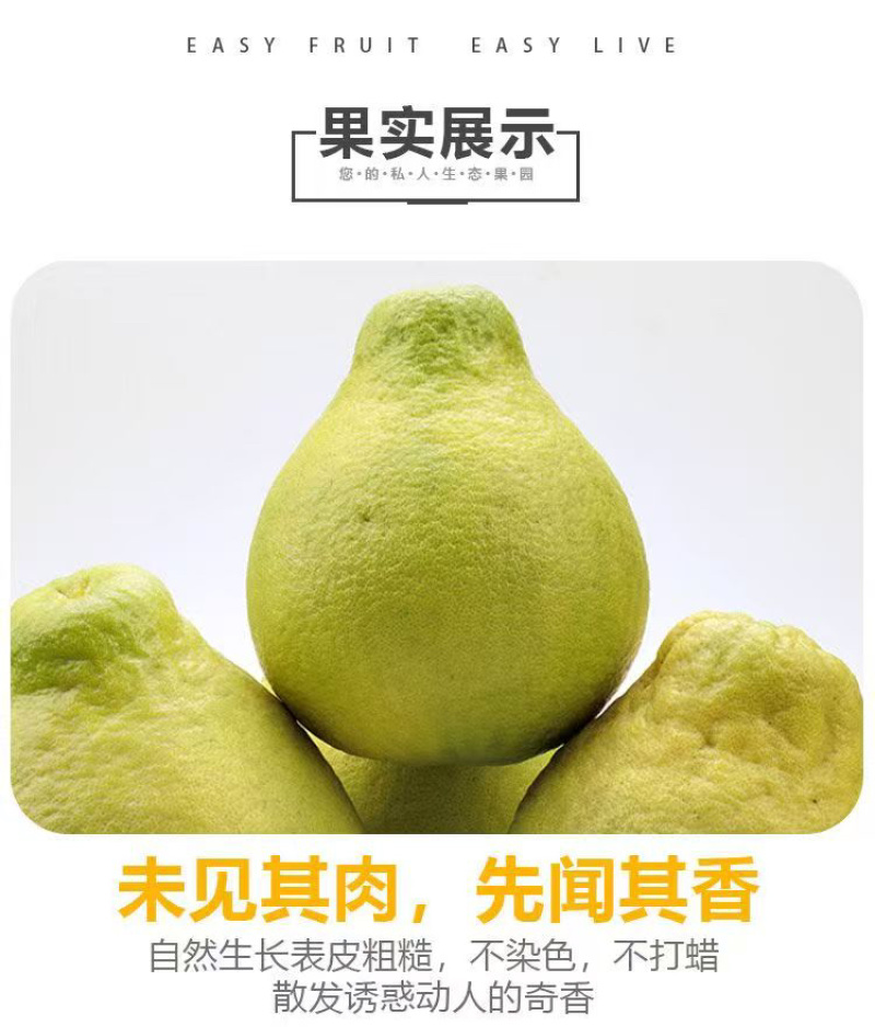 梅县精品沙田柚产地果园直发果肉脆嫩爽口支持代发