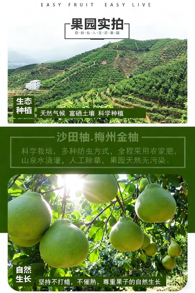 梅县精品沙田柚产地果园直发果肉脆嫩爽口支持代发