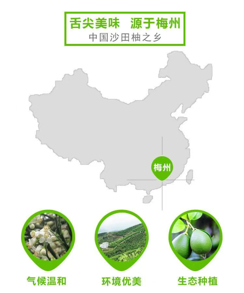 梅县精品沙田柚产地果园直发果肉脆嫩爽口支持代发