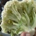 湖北松花菜，天门菜花，湖北菜花大量供应现货质量保证