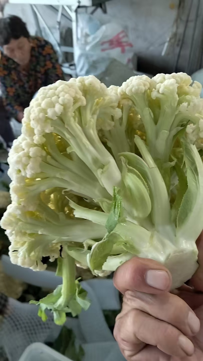 湖北松花菜，天门菜花，湖北菜花大量供应现货质量保证