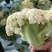 湖北松花菜，天门菜花，湖北菜花大量供应现货质量保证