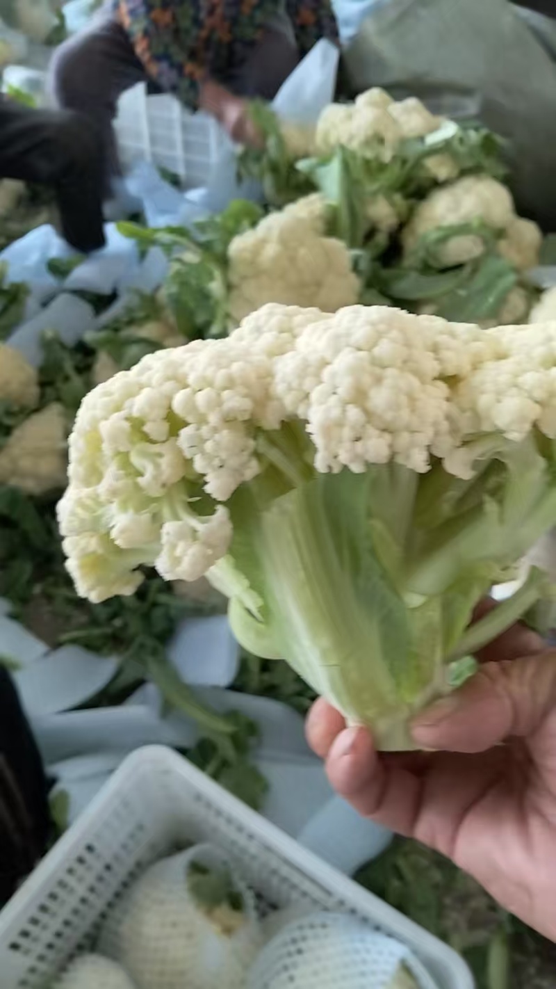 湖北松花菜，天门菜花，湖北菜花大量供应现货质量保证