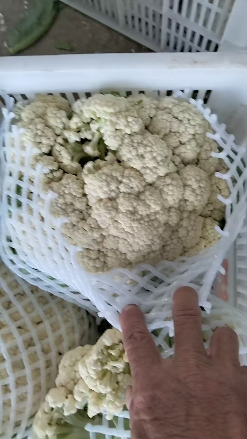 湖北松花菜，天门菜花，湖北菜花大量供应现货质量保证