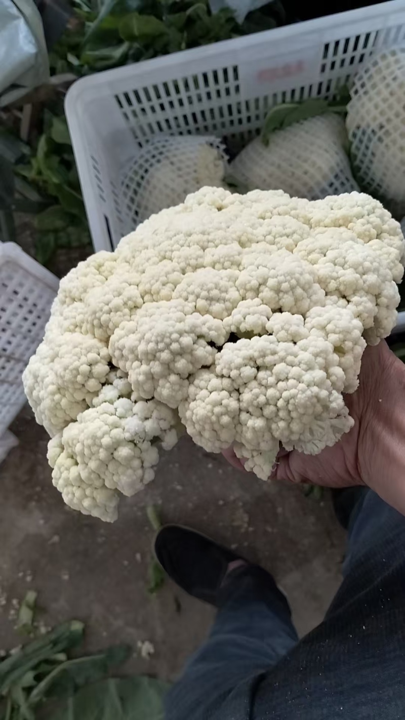 湖北松花菜，天门菜花，湖北菜花大量供应现货质量保证