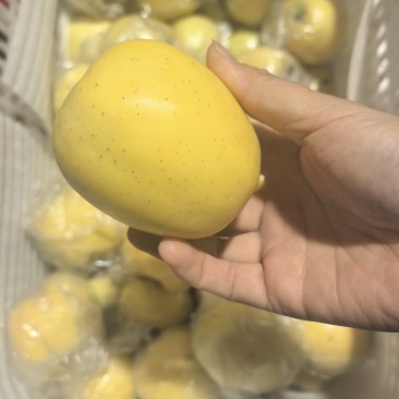 金冠酸甜可口产地直发