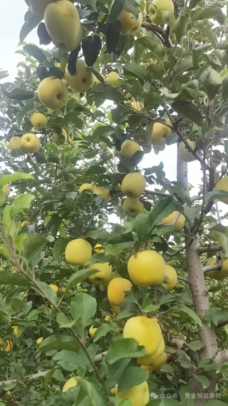 金冠酸甜可口产地直发