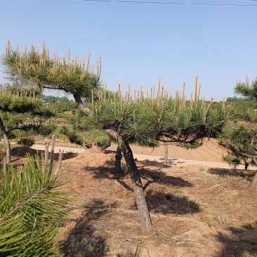 山东黑松自家种植，一手货源，产地直发，欢迎实地考察