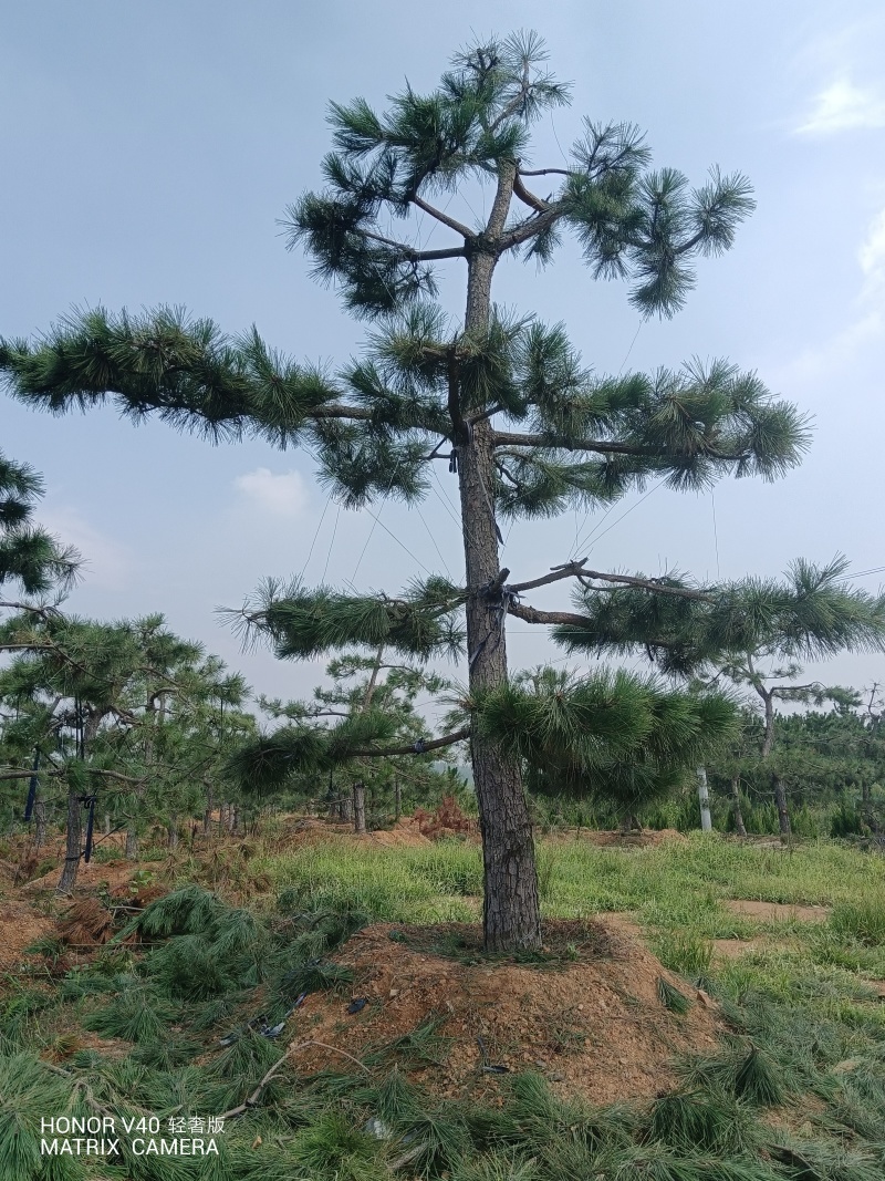 山东黑松自家种植，一手货源，产地直发，欢迎实地考察