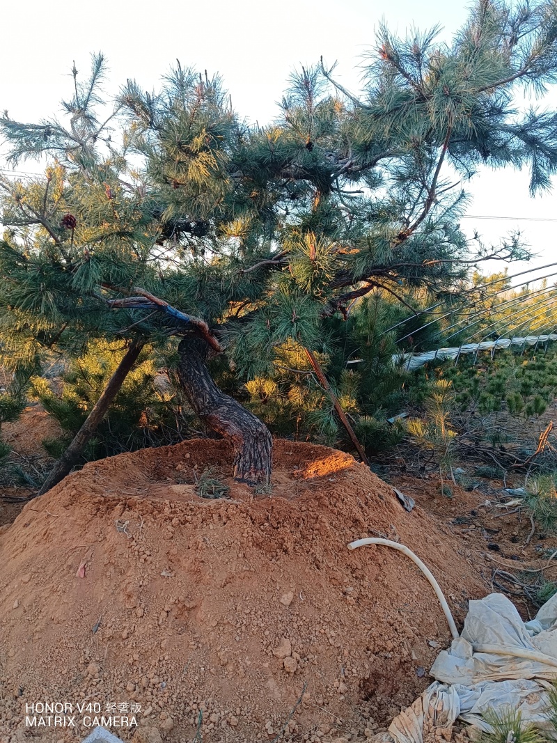 山东黑松自家种植，一手货源，产地直发，欢迎实地考察