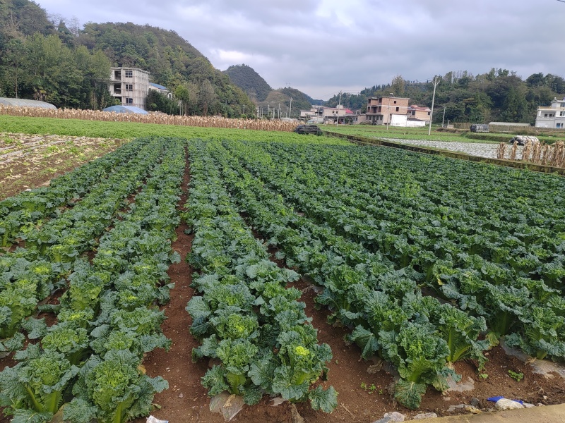 贵州秋绿大上市批发零售