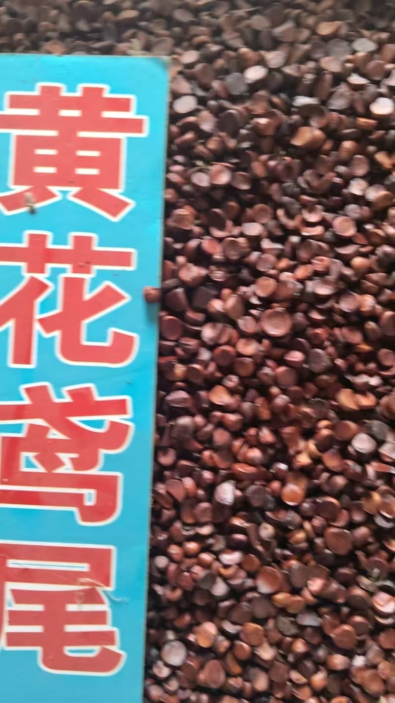 黄花鸢种子