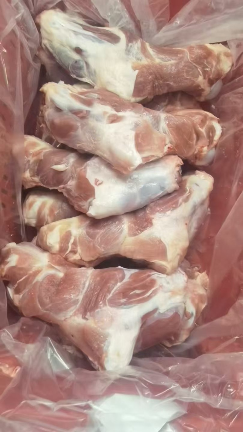 带腱前腿骨