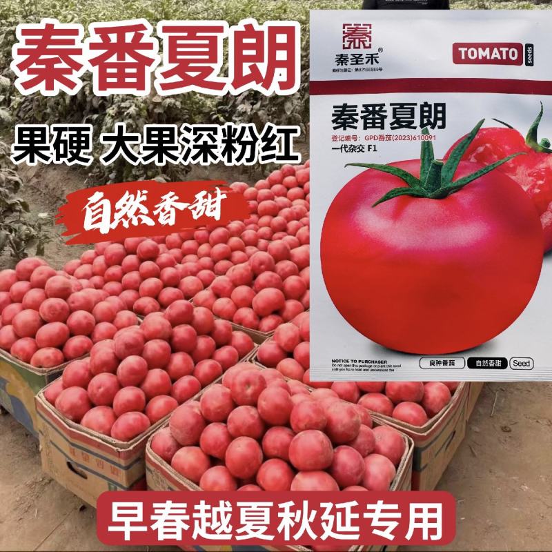 秦番夏朗番茄种子大果深粉红西红柿种子香甜抗病耐热番茄种籽