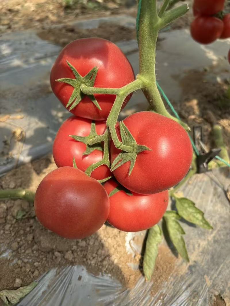 秦番夏朗番茄种子大果深粉红西红柿种子香甜抗病耐热番茄种籽