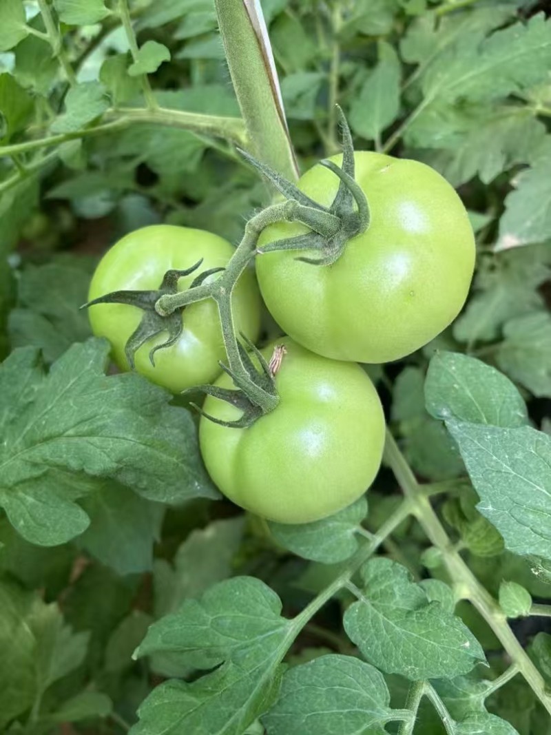 秦番夏朗番茄种子大果深粉红西红柿种子香甜抗病耐热番茄种籽