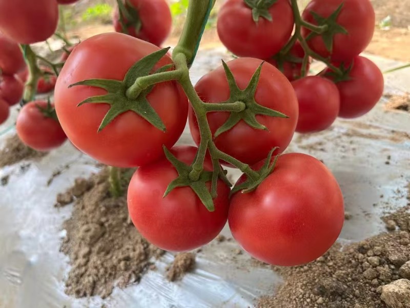 秦番夏朗番茄种子大果深粉红西红柿种子香甜抗病耐热番茄种籽