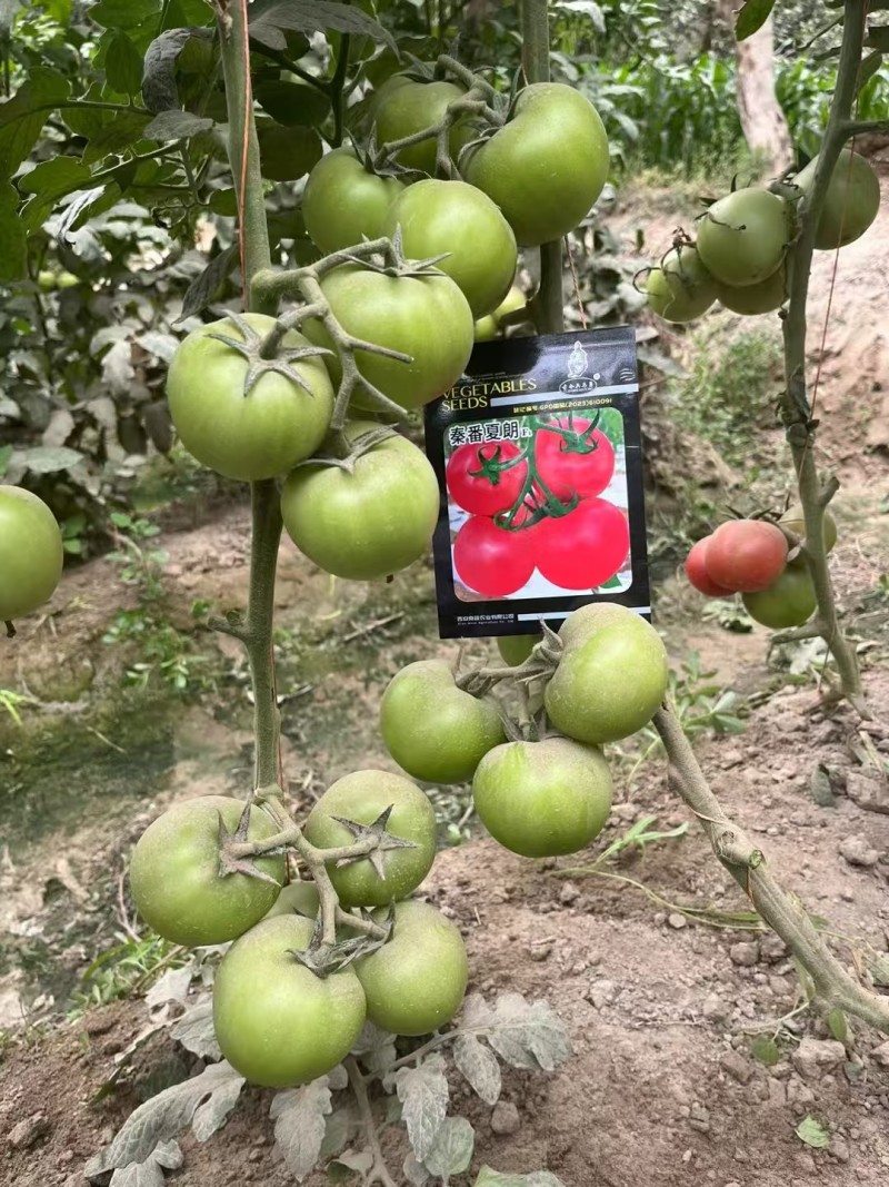 秦番夏朗番茄种子大果深粉红西红柿种子香甜抗病耐热番茄种籽