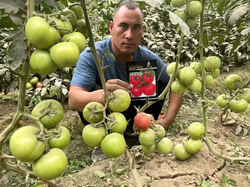秦番夏朗番茄种子大果深粉红西红柿种子香甜抗病耐热番茄种籽