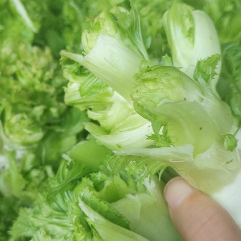 儿菜大量供应，**电超，批发市场等。