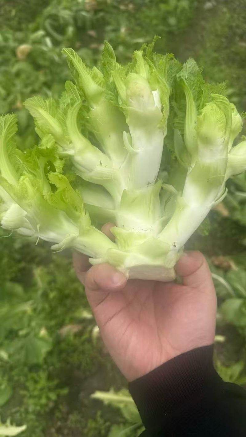 儿菜大量供应，**电超，批发市场等。