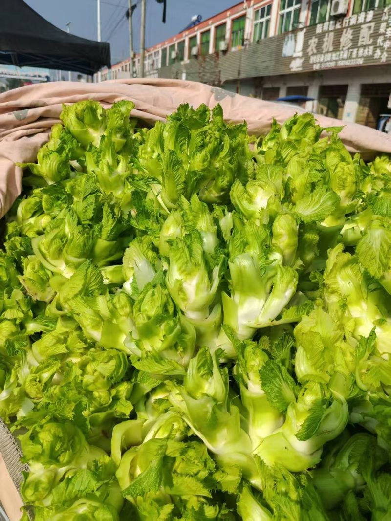 儿菜大量供应，**电超，批发市场等。