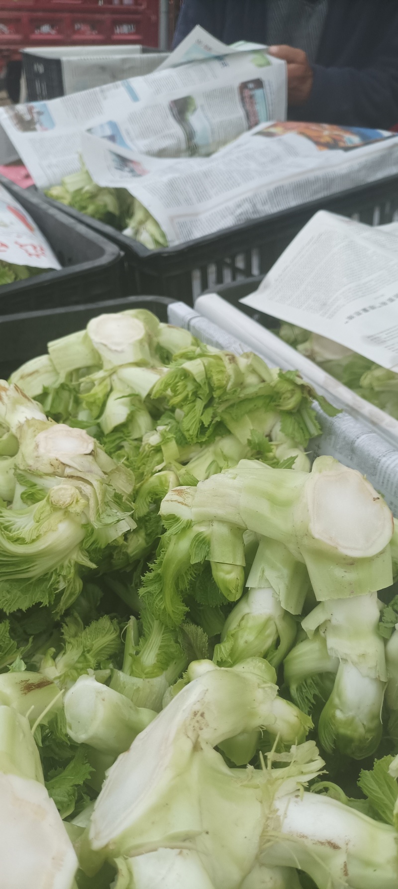 儿菜大量供应，**电超，批发市场等。