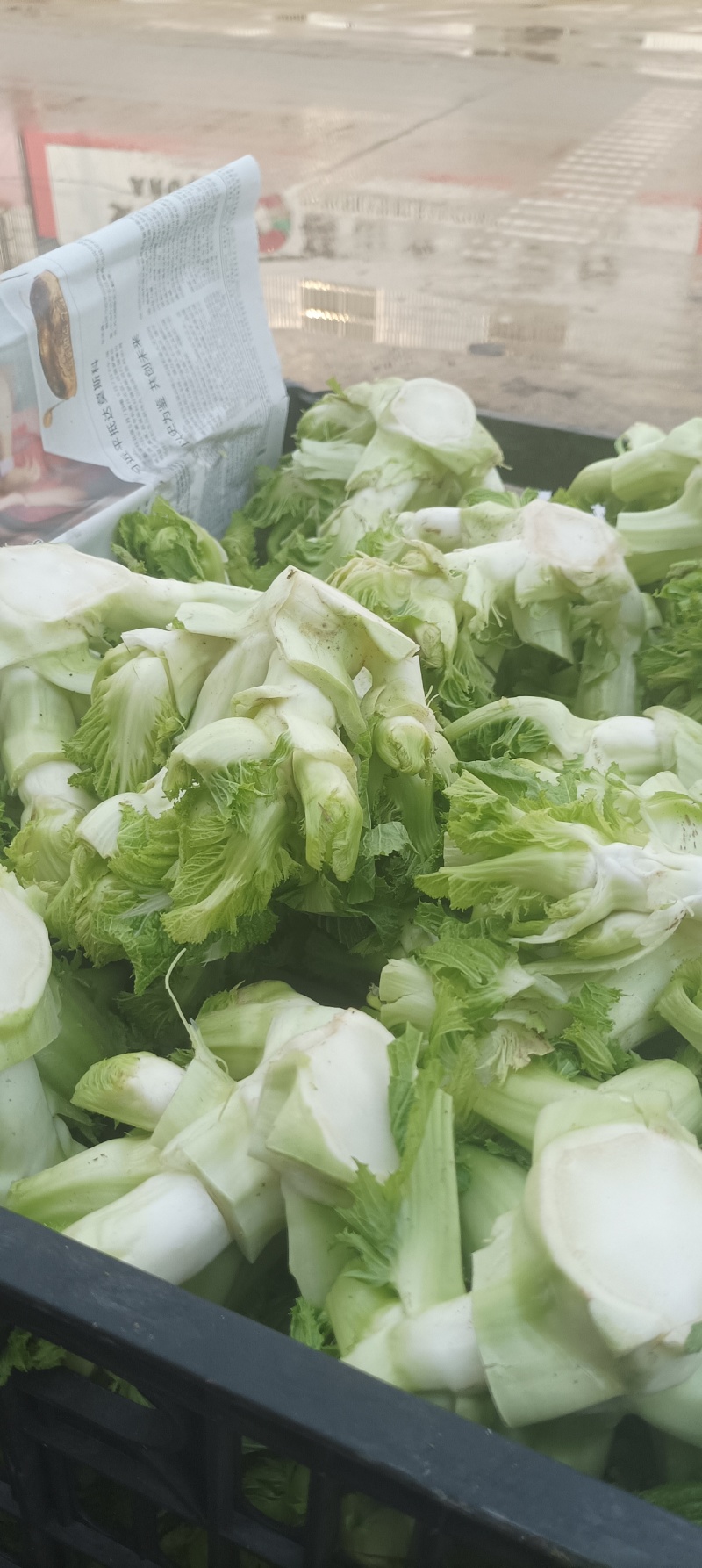 儿菜大量供应，**电超，批发市场等。