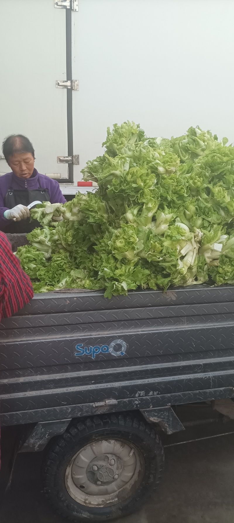 儿菜大量供应，**电超，批发市场等。