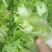 儿菜大量供应，**电超，批发市场等。