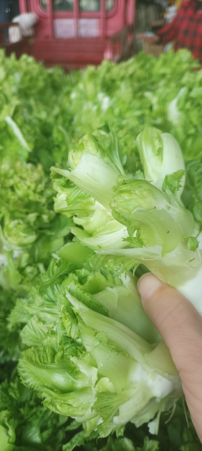 儿菜大量供应，**电超，批发市场等。