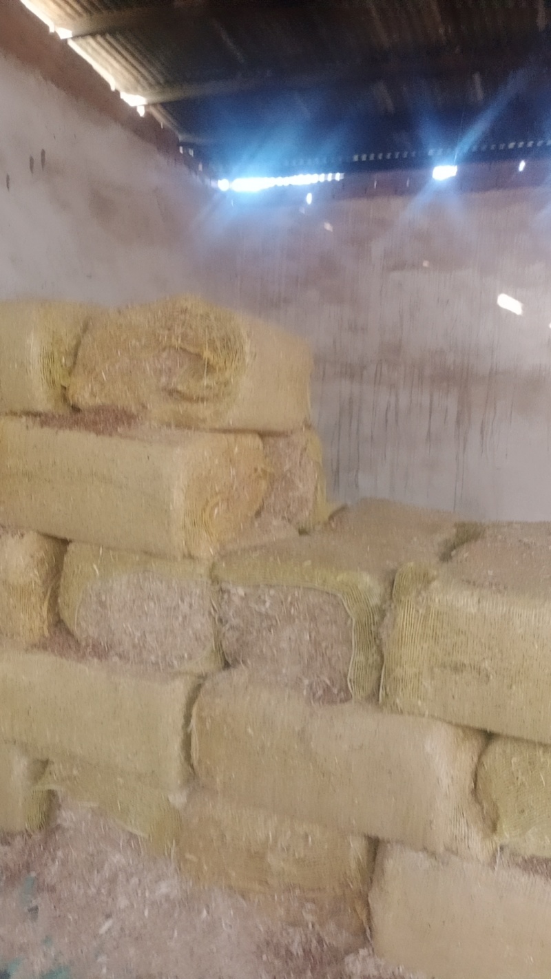 东北柔丝玉米秸秆干白净碎，质量保证，诚信**