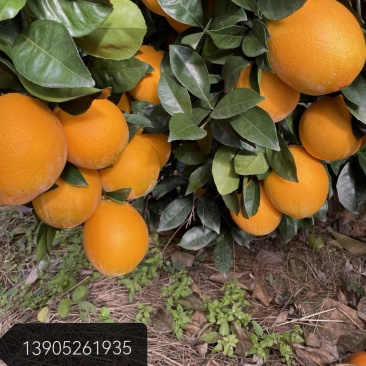 赖橙庄园，种出赣南真味道。每一口，都是阳光与红壤的甜赠。